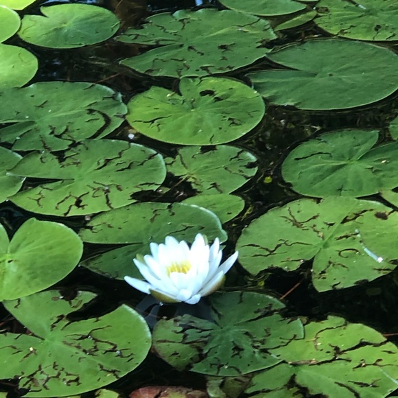 Meet your Posher, Carolyn - Picture 1 of 1